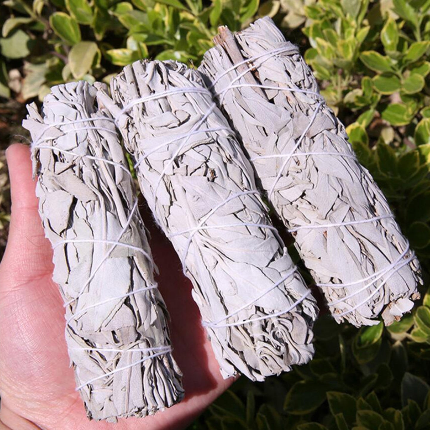 White Sage for Spiritual Cleansing